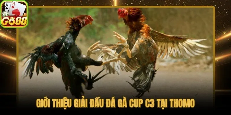 Đá gà trực tiếp C3 tinh hoa chiến kê Đông Nam Á tại Thomo