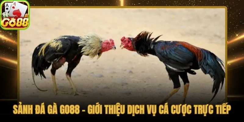 Sảnh đá gà Go88 phát sóng trực tiếp HD từ trường đấu thực tế